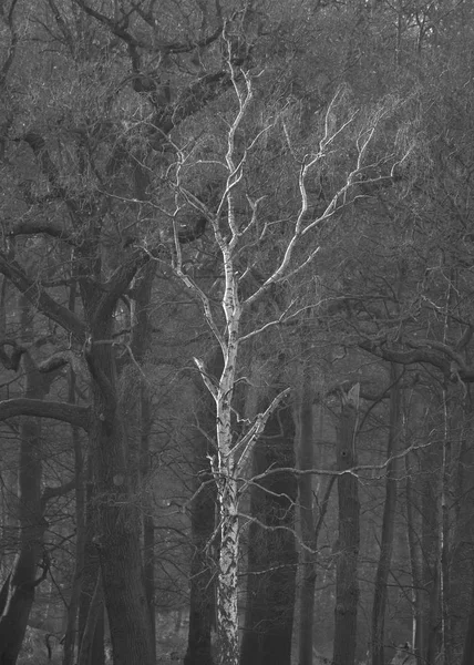 Piękna Scena Teren Leśny Krajobraz Lasu Jesień Jesień Zima — Zdjęcie stockowe