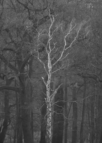 Bella Autunno Autunno Inverno Foresta Bosco Paesaggio Scena — Foto Stock