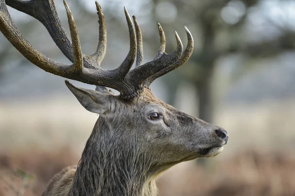 Stunning Red Deer Stag Cervus Elaphus Majestic Antelrs Autumn Fall — Stock Photo, Image