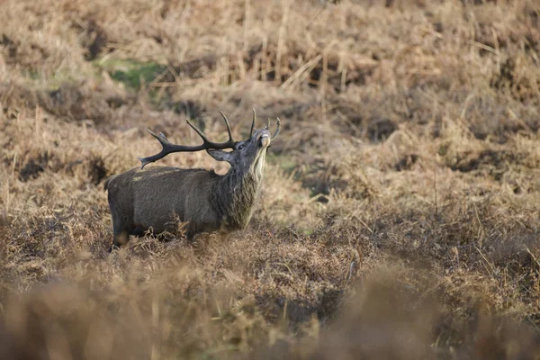 見事な赤いシカが Froest 風景に対する秋秋の壮大な Antelrs を持つの Cervus Elaphus を雄鹿します — ストック写真