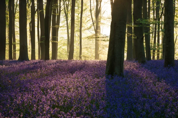 Beautiful Bluebell Forest Landscape Image Morning Sunlight Spring — Stock Photo, Image