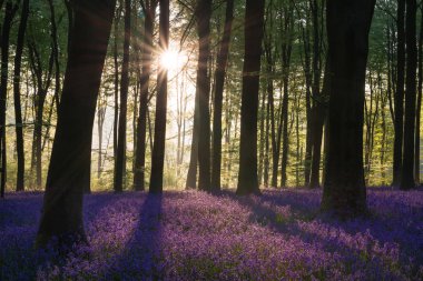 Sabah güneş ışığı altında bahar güzel bluebell orman manzara resim