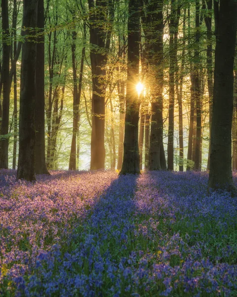 Sabah Güneş Işığı Altında Bahar Güzel Bluebell Orman Manzara Resim — Stok fotoğraf