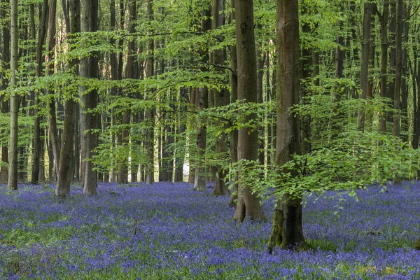 Mooie Bluebell Bos Landschap Afbeelding Ochtendzon Het Voorjaar — Stockfoto