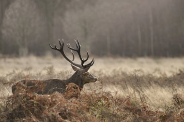 Çarpıcı kırmızı geyik Cervus Elaphus sonbahar sonbaharda görkemli antelrs ile froest manzara bekarlığa