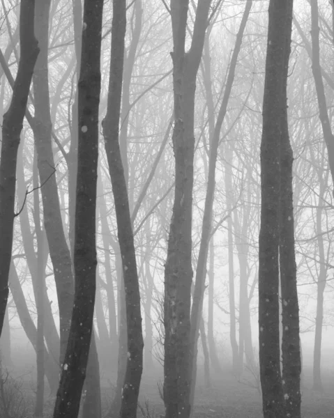白と黒の霧の秋秋の朝の森林景観イメージ — ストック写真