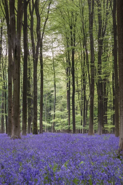 Gyönyörű Bluebell Erdei Táj Kép Reggeli Napsütés Tavasz — Stock Fotó