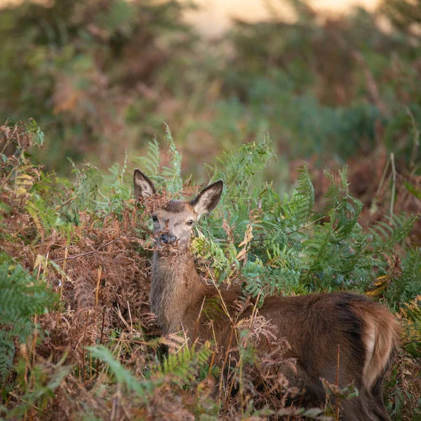 Piękny Portret Hind Red Deer Kolorowe Jesień Las Krajobraz — Zdjęcie stockowe