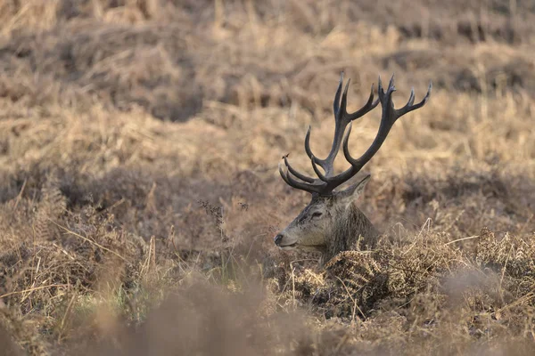 Prachtig Edelhert Stag Cervus Elaphus Met Majestueuze Antelrs Autumn Fall — Stockfoto