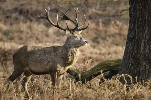 Lenyűgöző Gímszarvas Legénybúcsúztatón Cervus Elaphus Fenséges Antelrs Alá Őszi Froest — Stock Fotó