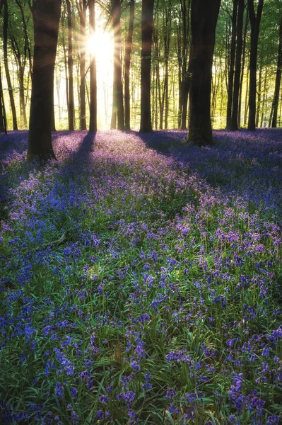 Vackra Bluebell Skog Landskap Bild Morgon Solljus Våren — Stockfoto