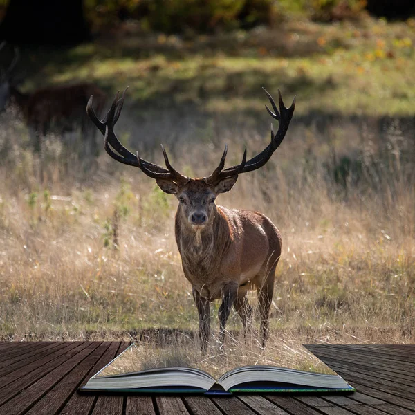Kızıl geyik geyik Cervus Elaphus büyülü hikaye kitabı sayfalarında çıkan renkli sonbahar sonbahar ormanlık peyzaj çarpıcı portresi