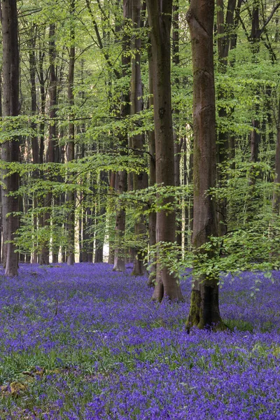 Krásný Bluebell Lesní Krajiny Obraz Ranní Slunce Jaře — Stock fotografie