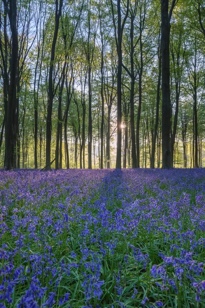 春の朝の日差しの美しいブルーベル森林景観イメージ — ストック写真