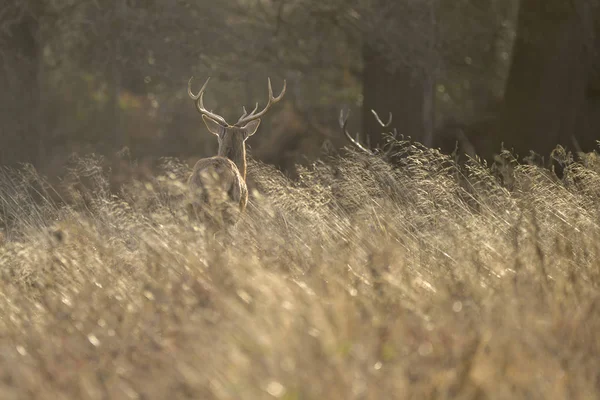 Atemberaubende Rothirsch Hirsch Cervus Elaphus Mit Majestätischen Antilopen Herbst Frostigste — Stockfoto