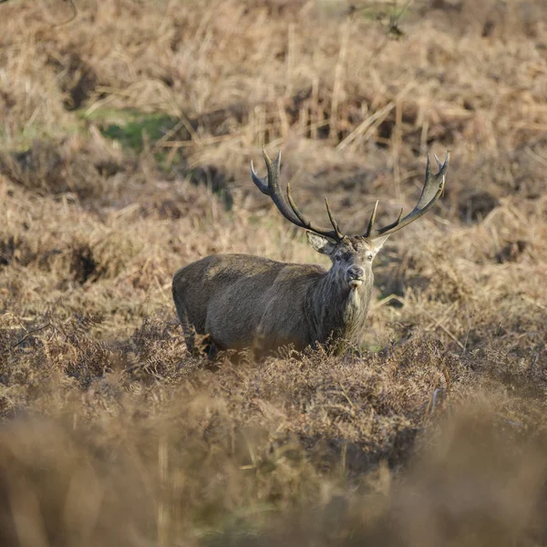 Prachtig Edelhert Stag Cervus Elaphus Met Majestueuze Antelrs Autumn Fall — Stockfoto