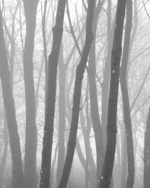 Bosque Paisaje Imagen Niebla Otoño Otoño Mañana Blanco Negro — Foto de Stock