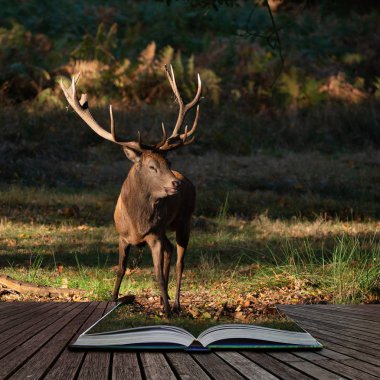 Kızıl geyik geyik Cervus Elaphus büyülü hikaye kitabı sayfalarında çıkan renkli sonbahar sonbahar ormanlık peyzaj çarpıcı portresi