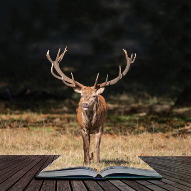 Kızıl geyik geyik Cervus Elaphus büyülü hikaye kitabı sayfalarında çıkan renkli sonbahar sonbahar ormanlık peyzaj çarpıcı portresi