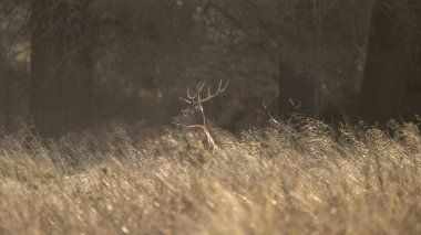 Çarpıcı kırmızı geyik Cervus Elaphus sonbahar sonbaharda görkemli antelrs ile froest manzara bekarlığa