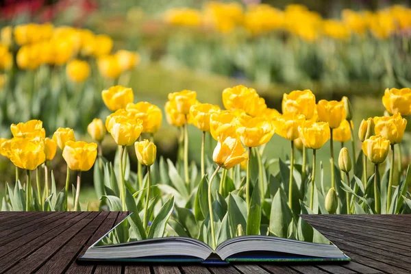 Beautiful colorful yellow tulips in landscape country garden coming out of pages of open story book