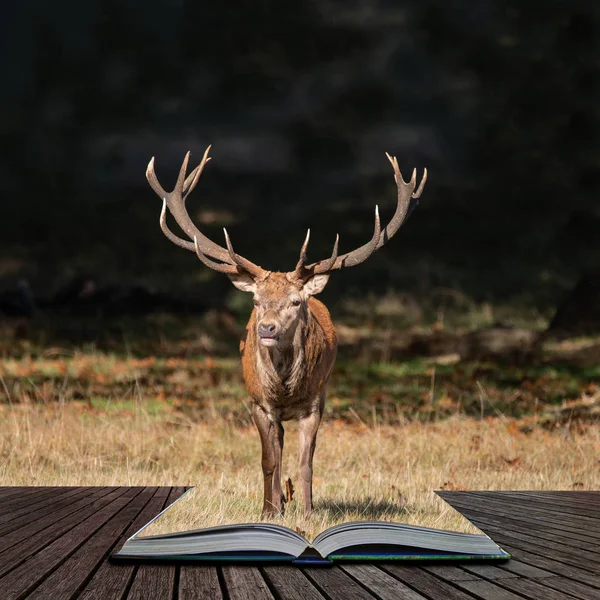 Stunning portrait of red deer stag Cervus Elaphus in colorful Autumn Fall woodland landscape coming out of pages in magical story book