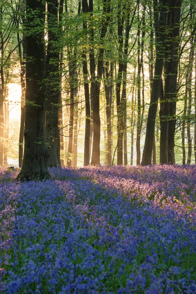 Vackra Bluebell Skog Landskap Bild Morgon Solljus Våren — Stockfoto