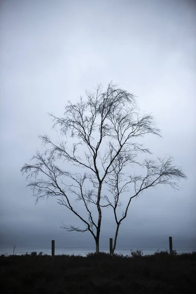 劇的な暗い空に対するイギリスのピーク ディストリクトの骨格樹木の美しい不機嫌冬風景画像 — ストック写真