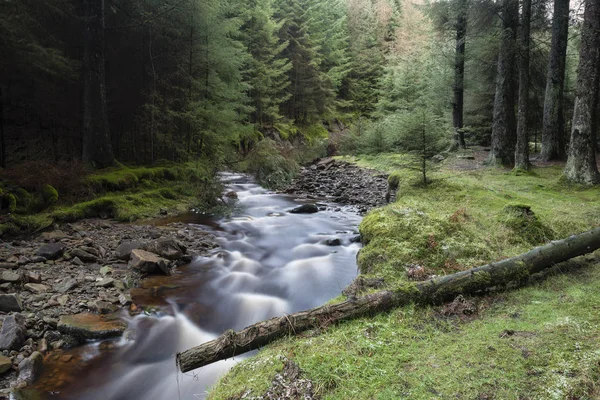 英国山顶区小溪水在松树中飞穿的美丽戏剧性景观形象 — 图库照片