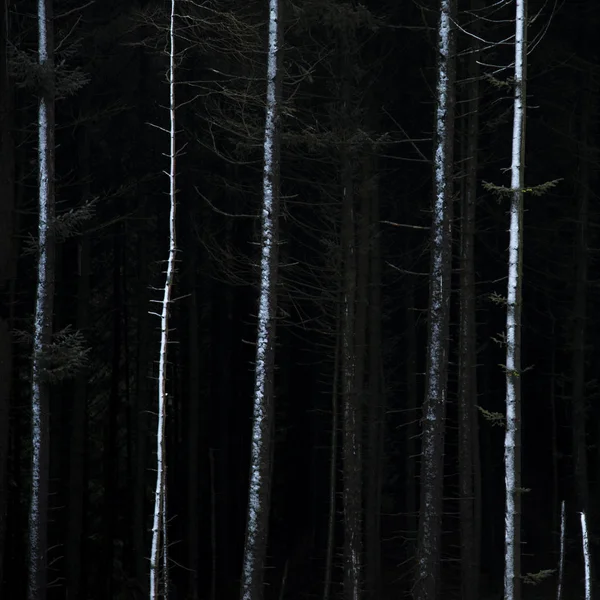 Beautiful Fine Art Landscape Image Winter Forest Landscape Peak District — Stock Photo, Image