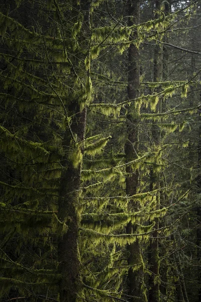 イギリスのピーク地区の風景の冬の森の美しい芸術景観イメージ — ストック写真
