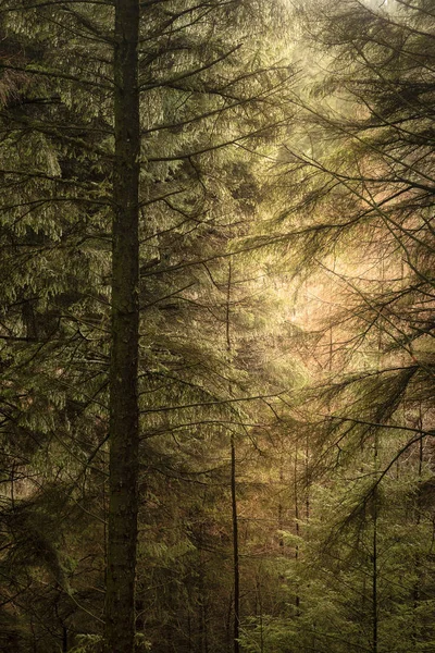 イギリスのピーク地区の風景の冬の森の美しい芸術景観イメージ — ストック写真