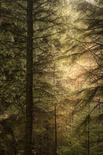 Krásné Výtvarného Umění Krajiny Obraz Zimní Les Krajina Peak District — Stock fotografie