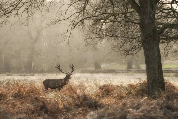 Stunning Red Deer Stag Cervus Elaphus Majestic Antelrs Autumn Fall — Stock Photo, Image