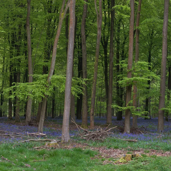 Imagem Bonita Paisagem Floresta Bluebell Luz Solar Manhã Primavera — Fotografia de Stock