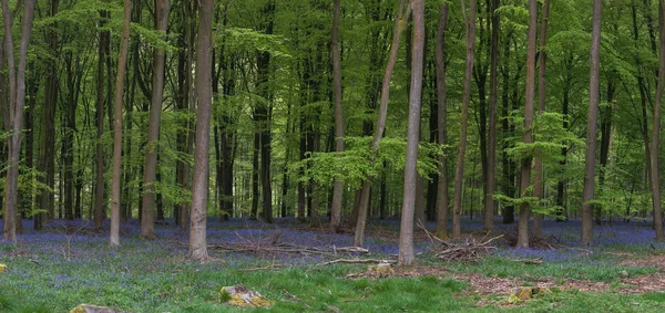 Güzel Bluebell Orman Panorama Manzara Resim Sabah Güneş Işığı Altında — Stok fotoğraf