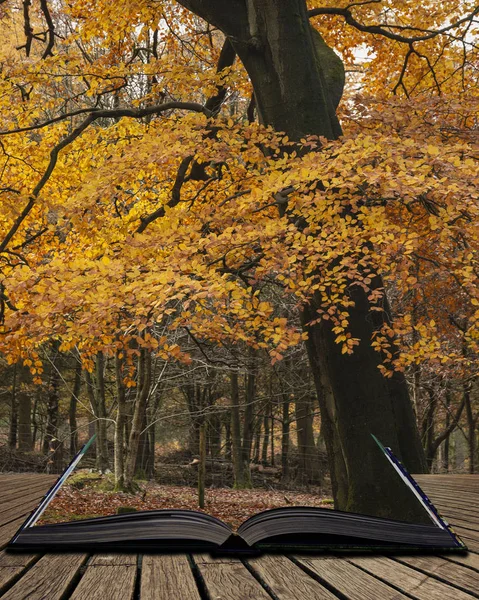 令人惊叹的五颜六色的充满活力的林地林地秋天景观在英格兰的山顶区出来的网页在神奇的故事书 — 图库照片