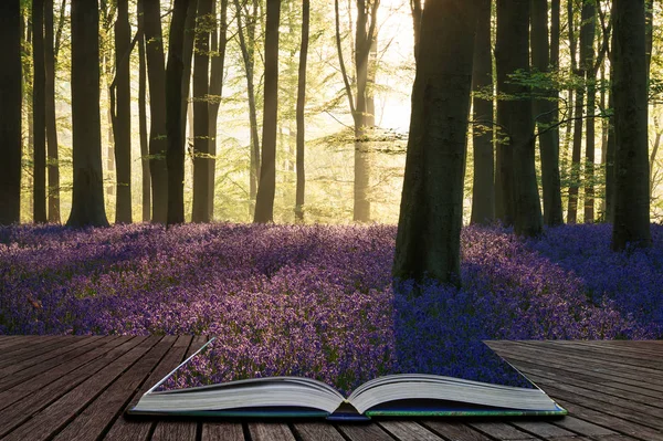 魔法の物語の本のページから出てくる春の朝の日差しの美しいブルーベル森林景観イメージ — ストック写真