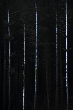 Güzel güzel sanatlar manzara resim kış orman ağaç dalları toz kar ile Peak District İngiltere'de yapılan manzara