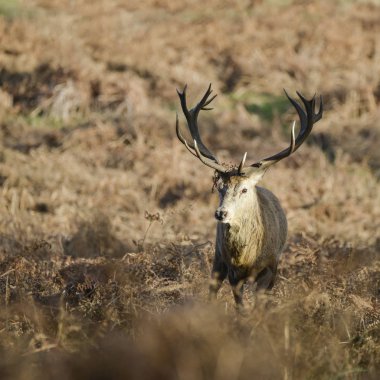 Çarpıcı kırmızı geyik Cervus Elaphus sonbahar sonbaharda görkemli antelrs ile froest manzara bekarlığa