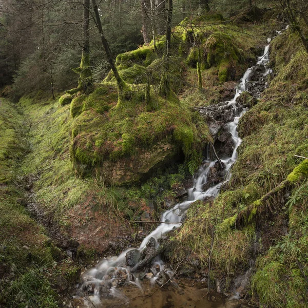 Hermosa Imagen Dramática Del Paisaje Pequeño Arroyo Revoloteando Entre Pinos — Foto de Stock