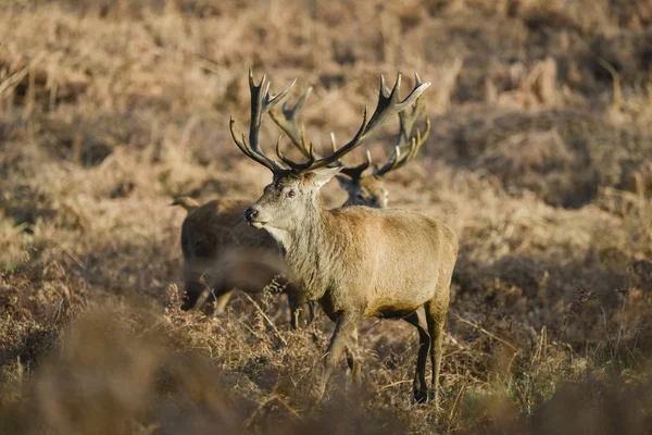 見事な赤いシカが Froest 風景に対する秋秋の壮大な Antelrs を持つの Cervus Elaphus を雄鹿します — ストック写真