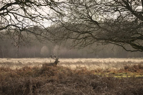 Prachtig Edelhert Stag Cervus Elaphus Met Majestueuze Antelrs Autumn Fall — Stockfoto