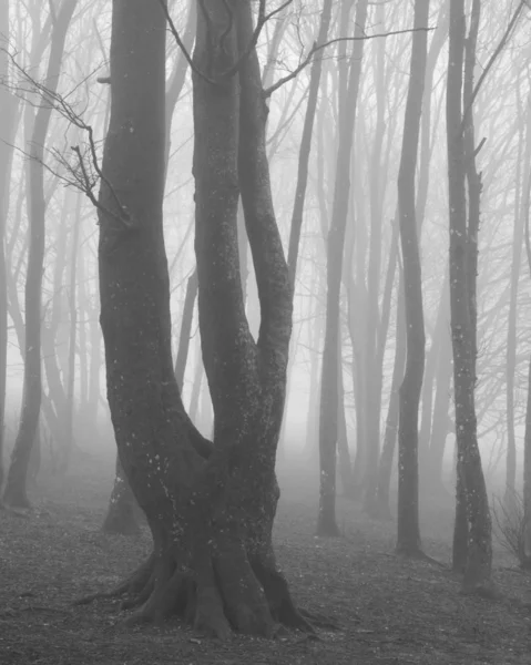 白と黒の霧の秋秋の朝の森林景観イメージ — ストック写真