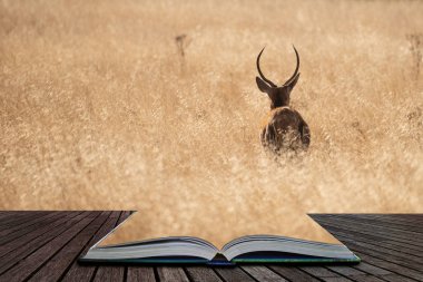 Kızıl geyik geyik Cervus Elaphus büyülü hikaye kitabı sayfalarında çıkan renkli sonbahar sonbahar ormanlık peyzaj çarpıcı portresi