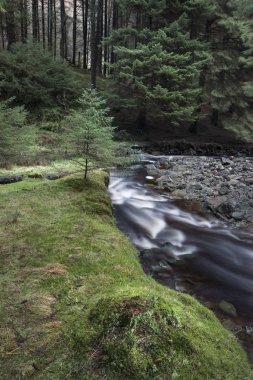 Küçük brook flwoing Peak District İngiltere'de çam ağaçları ile güzel dramatik Peyzaj görüntüsü