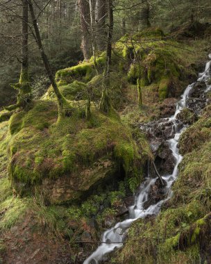 Küçük brook flwoing Peak District İngiltere'de çam ağaçları ile güzel dramatik Peyzaj görüntüsü