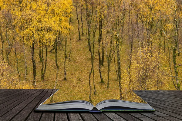 在英国山顶区的上帕德利峡谷秋秋景观场景中 从神奇故事书的书页中走出来的银鸟森林的令人惊叹的景色 — 图库照片