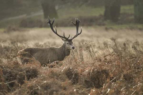 Impresionante Ciervo Rojo Ciervo Cervus Elaphus Con Antílopes Majestuosos Otoño —  Fotos de Stock