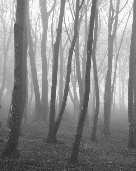 Δάσος Τοπίο Εικόνα Στο Ομιχλώδες Πρωί Πτώσης Φθινόπωρο Μαύρο Και — Φωτογραφία Αρχείου